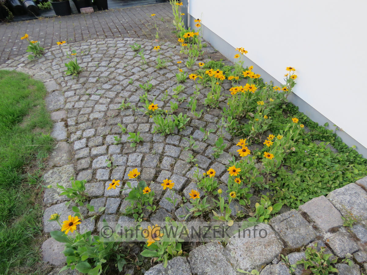 Rudbeckia hirta Indian Summer 07.JPG